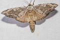 Stauroplitis apicalis