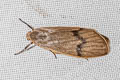 Teuloma montanebula 