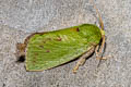 Green Rice Moth Thespea bicolor