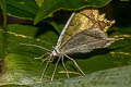 Thinopteryx citrina