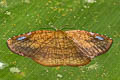 Thyrididae sp.