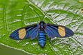 Trichaetoides apicalis