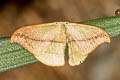 Tridrepana argentistriga