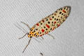 Crotalaria Moth Utetheisa lotrix