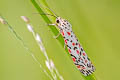 Heliotrope Moth Utetheisa pulchelloides