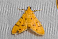 Xanthomelaena schematias