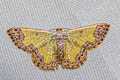 Zamarada denticulata