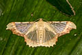 Zeheba aureata