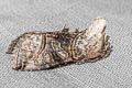 Common Spectacle Abrostola tripartita
