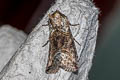 Common Spectacle Abrostola tripartita