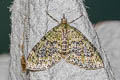 Yellow-barred Brindle Acasis viretata