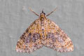 Yellow-barred Brindle Acasis viretata