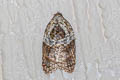 Garden Rose Tortrix variegana