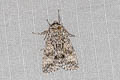 Poplar Grey Acronicta megacephala