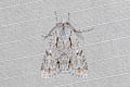 Grey Dagger Acronicta psi
