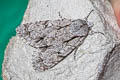 Grey Dagger Acronicta psi