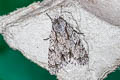 Grey Dagger Acronicta psi