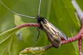 Green Long-horn Moth Adela reaumurella