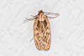 Brindled Flat-body Agonopterix arenella