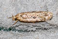 Brindled Flat-body Agonopterix arenella
