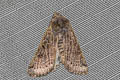 Lunar Underwing Agrochola lunosa