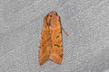 Beaded Chestnut Agrochola lychnidis