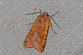 Beaded Chestnut Agrochola lychnidis