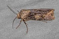 Shuttle-shaped Dart Agrotis puta