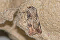 Shuttle-shaped Dart Agrotis puta