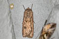 Turnip Moth Agrotis segetum