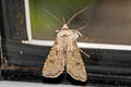 Turnip Moth Agrotis segetum