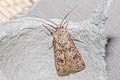 Turnip Moth Agrotis segetum