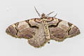 Streamer Anticlea derivata