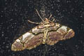 Streamer Anticlea derivata