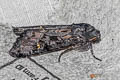 Black Rustic Aporophyla nigra