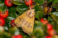 Centre-barred Sallow Atethmia centrago