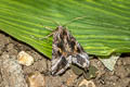 Silver Y Autographa gamma 