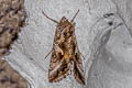 Silver Y Autographa gamma 