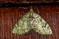 V-pug Chloroclystis v-ata