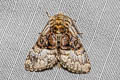 Nut-tree Tussock Moth Colocasia coryli