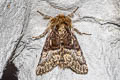Nut-tree Tussock Moth Colocasia coryli