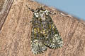 Coronet Craniophora ligustri