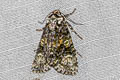 Coronet Craniophora ligustri