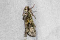 Coronet Craniophora ligustri