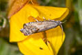 Grey Gorse Piercer Cydia ulicetana