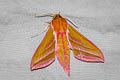 Large Elephant Hawkmoth Deilephila elpenor