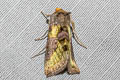 Burnished Brass Diachrysia chrysitis