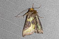 Burnished Brass Diachrysia chrysitis