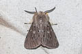 Muslin Moth Diaphora mendica