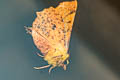 Canary-shouldered Thorn Ennomos alniaria